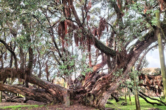 Mount Maunganui Hkoi Walking Tour - Who Will Appreciate This Tour?