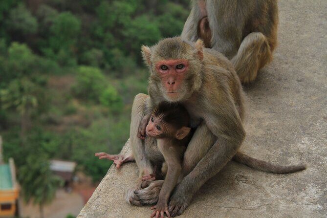 Mount Popa Tour - Exploring the Mount Popa Tour in Detail