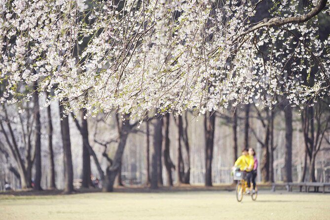 Mount Seorak and Nami Island One Day Tour from Seoul - FAQ