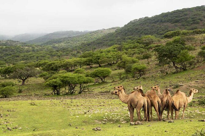 Mountain Safari, Camels, waterfalls & lunch (Group Tour) - An In-Depth Look at the Tours Itinerary and What You Can Expect