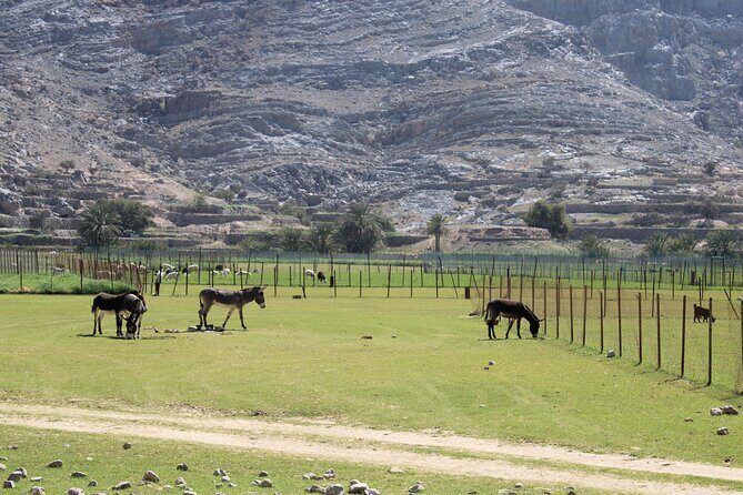Mountain Safari in Jebel Harim - Introduction to the Jebel Harim Mountain Safari