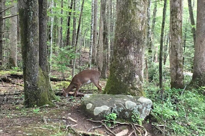 Mountaineer's Way Hike in the Smokies - Who Will Love This Tour?