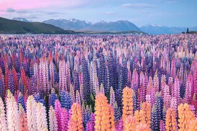 Mt. Cook Full Day Private Tour via Tekapo from Christchurch - Lake Tekapo: Turquoise Waters and Historic Charm