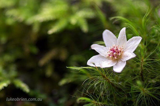 Mt Field and Styx Valley Photography Tour - Key Points