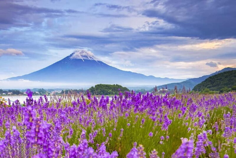 Mt. Fuji 6 Attractions Tour: Lake Kawaguchi, Oshino Hakkai - Final Thoughts: Who Will Enjoy This Tour?