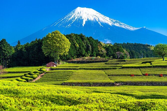 Mt Fuji and Izu Deep View 2 Day Tour from Tokyo - An In-Depth Look at the Itinerary