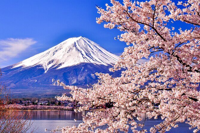 Mt. Fuji Cherry Blossom One Day Tour From Tokyo - Key Points