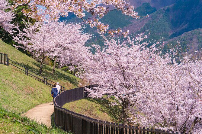 Mt. Fuji Cherry Blossom One Day Tour From Tokyo - A Closer Look at the Mt. Fuji Cherry Blossom Tour