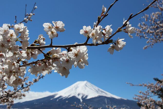 Mt. Fuji Cherry Blossom One Day Tour From Tokyo - Final Thoughts