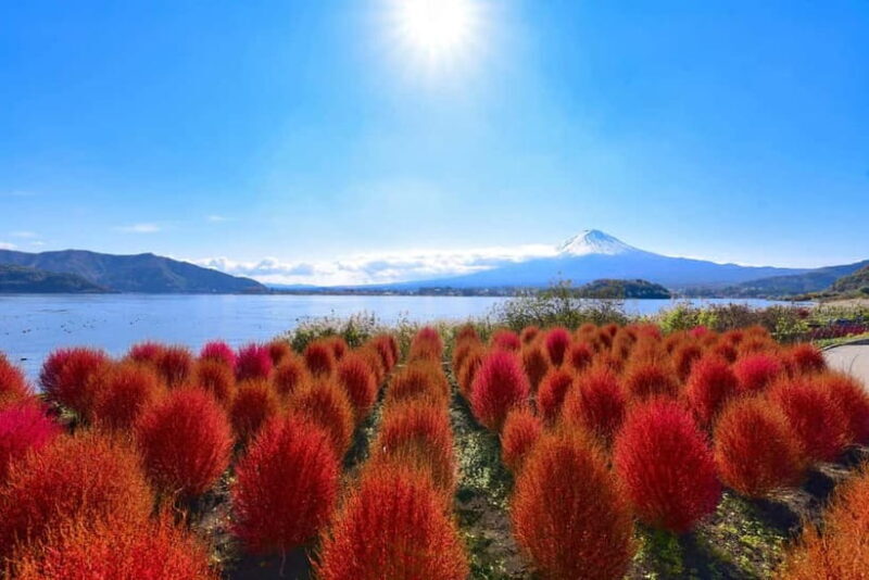 Mt.Fuji, Lake Kawaguchiko, Oishi Park & Saiko Village Tour - Practical Details and Considerations