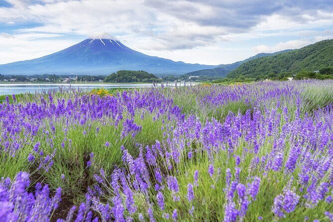 Mt. Fuji Oshino Hakkai and Gotemba Outlets Tour - Overall Value and Practical Considerations