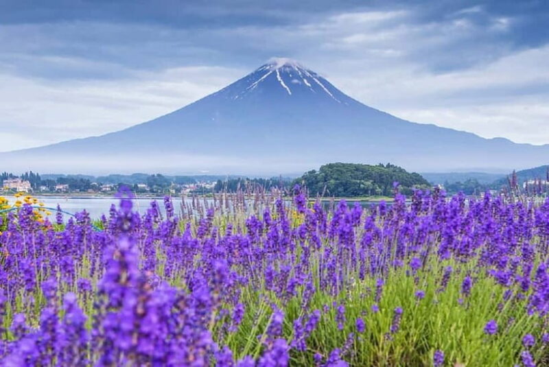 Mt Fuji Top 5 Spots Day Tour: Arakurayama Park,Oshino Hakkai - An In-Depth Look at the Day Tour Experience