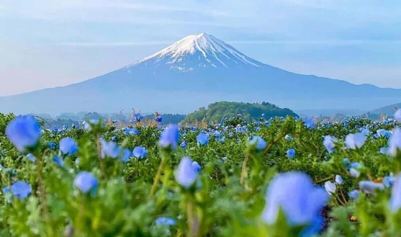 Mt. Fuji Tour: Lake Kawaguchiko Ropeway,Matcha,Oshino Hakkai - The Itinerary: A Full Day of Highlights