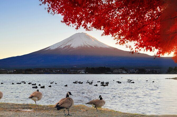 Mt Fuji Twin Lakes Maple Festival Night Lights Tour - Transport and Comfort: What to Expect