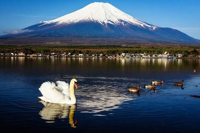 Mt Fuji Twin Lakes Maple Festival Night Lights Tour - The Value and Who Should Take This Tour