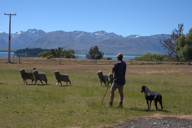 Mt. Hay Farm Experience Genuine Country Farming(Carbon Positive) - Analyzing the Value