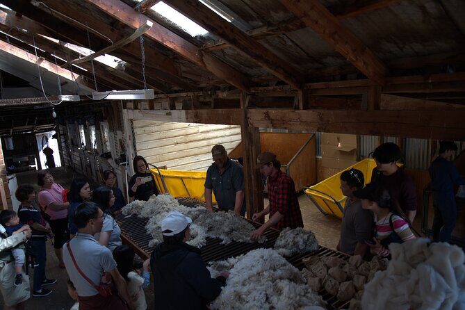 Mt. Hay Farm Experience Genuine Country Farming(Carbon Positive) - The Sum Up: The Value of a Short, Authentic Farm Visit