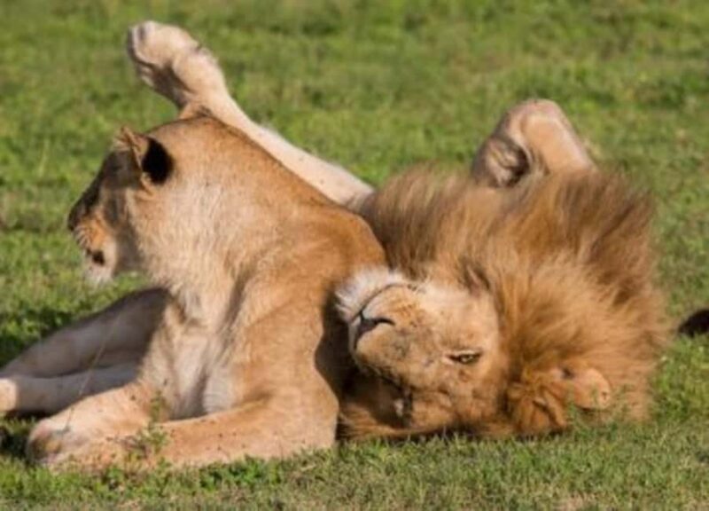 Mt. Kenya to Maasai Mara: An 8-Day Safari Adventure - Practical Tips for Travelers