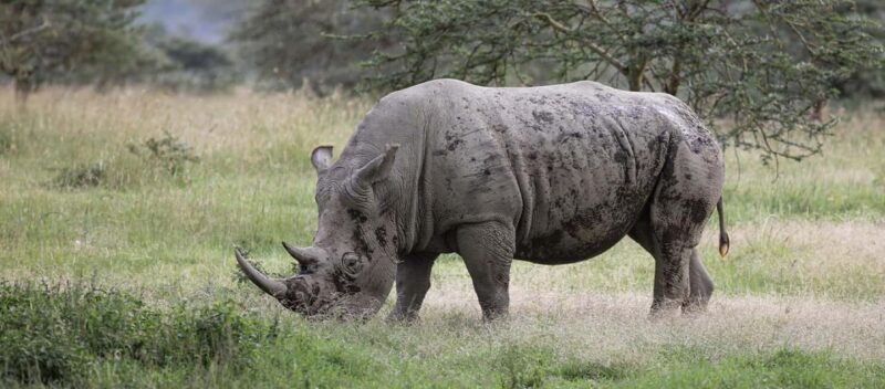 Mt. Kenya to Maasai Mara: An 8-Day Safari Adventure - FAQ