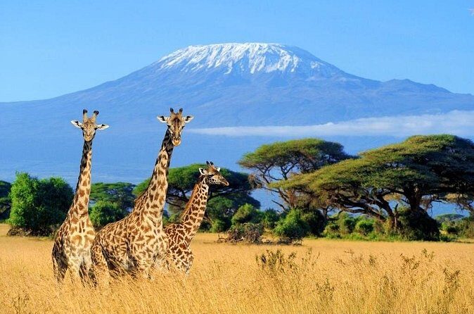 Mt Kilimanjaro Hiking via Marangu Route Day Trip - Who Should Consider This Tour?