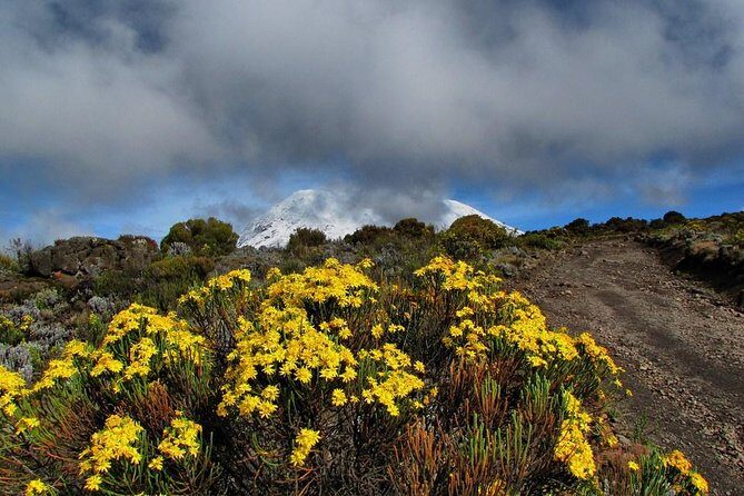 Mt.kilimanjaro-marangu Route - Day 5: Descent and Celebration