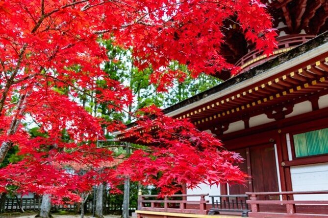 Mt Koya 1 Day Bus Tour from Osaka - Detailed Review of the Tour Experience