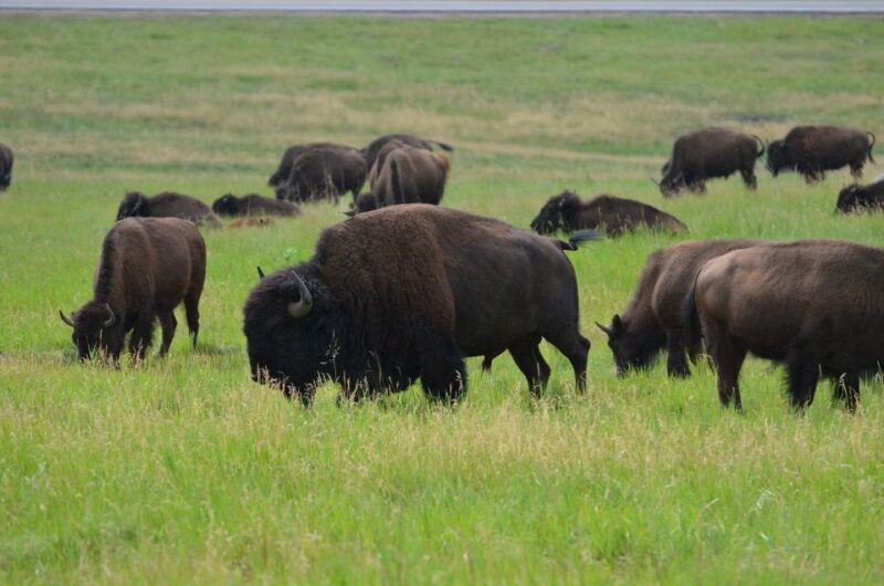 Mt Rushmore, Crazy Horse, Custer State Park Monument Tour - A Full Breakdown of the Tour
