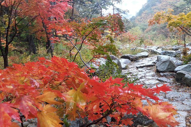 Mt. Seorak+Nami Island+Garden of Morning Calm Day Trip from Seoul - The Sum Up