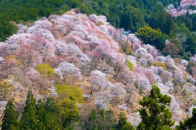 Mt Yoshino and Mt Koya Multi Day Tour From Osaka - An In-Depth Look at the Itinerary and Experience