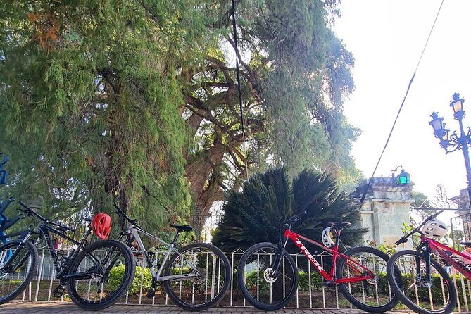 MTB Bike Tour: Tree of the Tule on mountain trails - Key Points