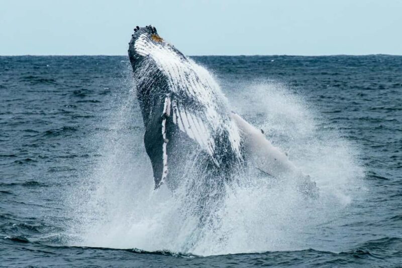 Mtwara: 3-Day Humpback Whale Migration Safari - Mtwara: 3-Day Humpback Whale Migration Safari — A Balanced Look at Tanzania’s Marine Wonder