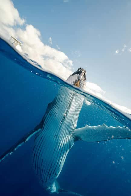 Mtwara: 3-Day Humpback Whale Migration Safari - Key Points