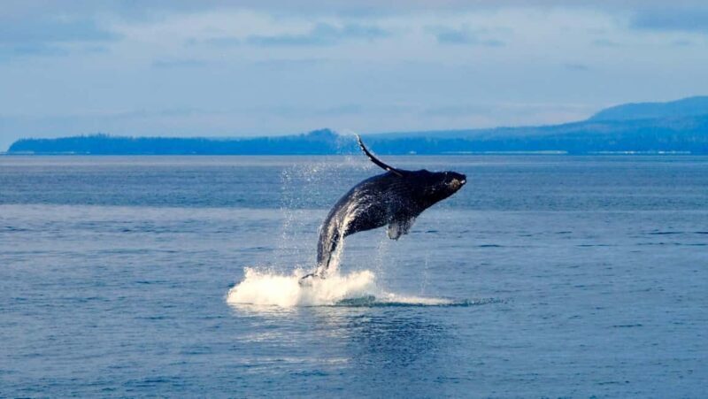 Mtwara: 3-Day Humpback Whale Migration Safari - Price and Value Analysis