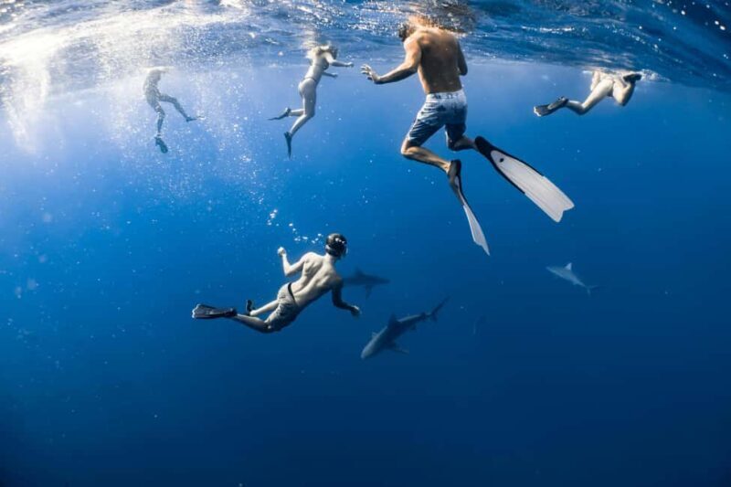 Mtwara: 3-Day Humpback Whale Migration Safari - Final Thoughts: Who Will Love This Tour?