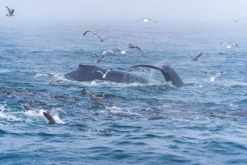 Mtwara: 3-Day Humpback Whale Migration Safari - Frequently Asked Questions