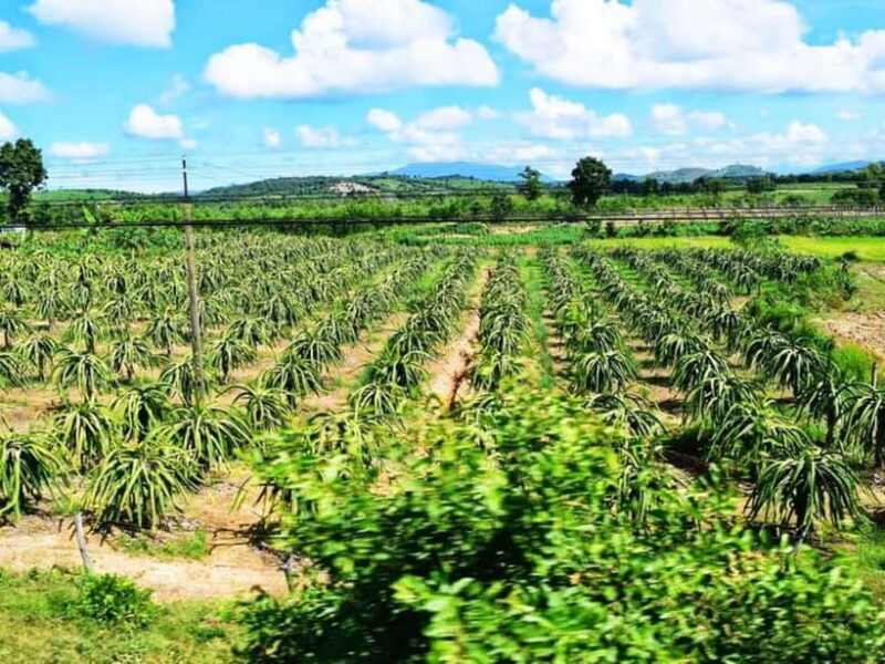 Mui Ne 48 Hours: Sunset Dunes, Scenic Train & Fresh Seafood - What’s Included and What to Consider