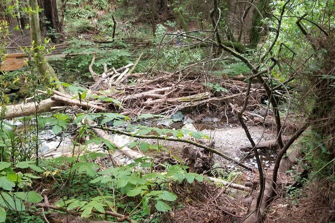 Muir Woods and Sausalito Afternoon Tour Small-Group Half-Day - FAQ