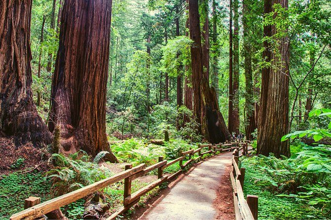 Muir Woods and Sausalito + Ferry, Alcatraz Night Tour & Aquarium Access - Exploring the Full Itinerary