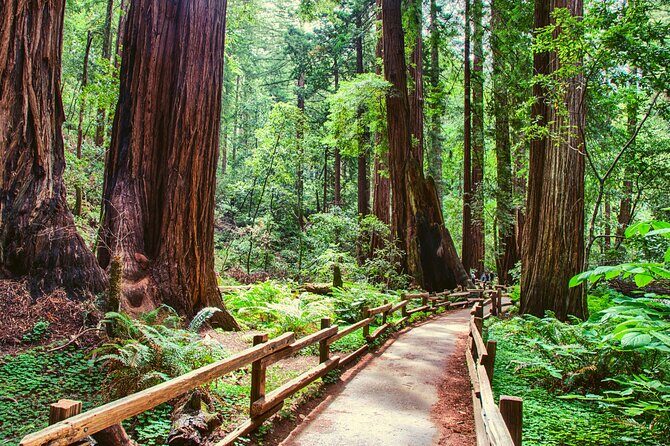 Muir Woods and Sausalito Half Day Tour - Who Will Love This Tour?