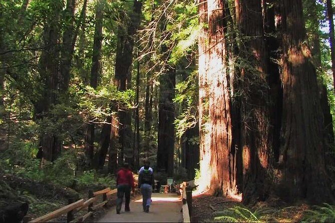 Muir Woods and Sausalito Morning Tour Small-Group Half Day - The Itinerary: A Closer Look