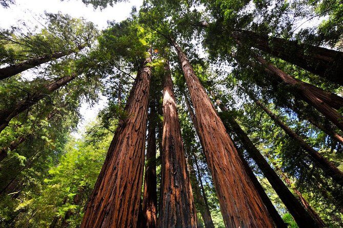 Muir Woods and Sausalito Morning Tour Small-Group Half Day - What Travelers Say: Authentic Perspectives