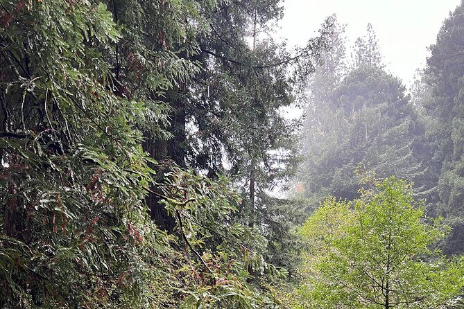 Muir Woods and Sausalito Private Tour - The Sum Up: Is This Tour Right for You?