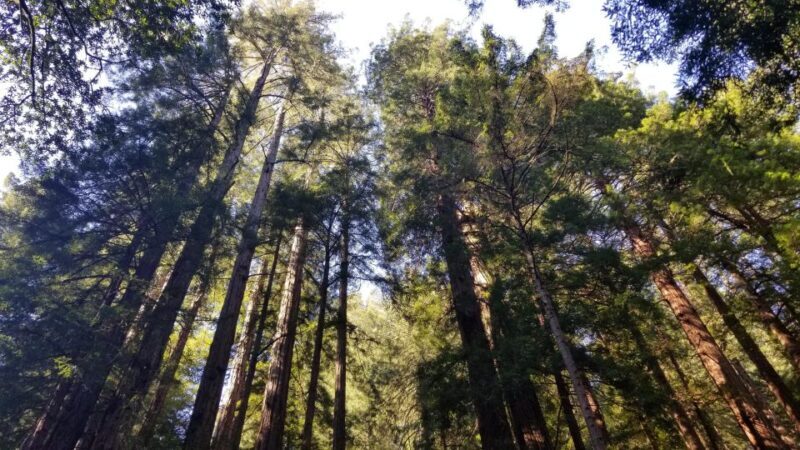 Muir Woods, Sausalito and Ferry back to Fisherman's Wharf - The Itinerary in Detail