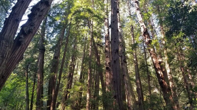 Muir Woods, Sausalito and Ferry back to Fisherman's Wharf - What Travelers Say