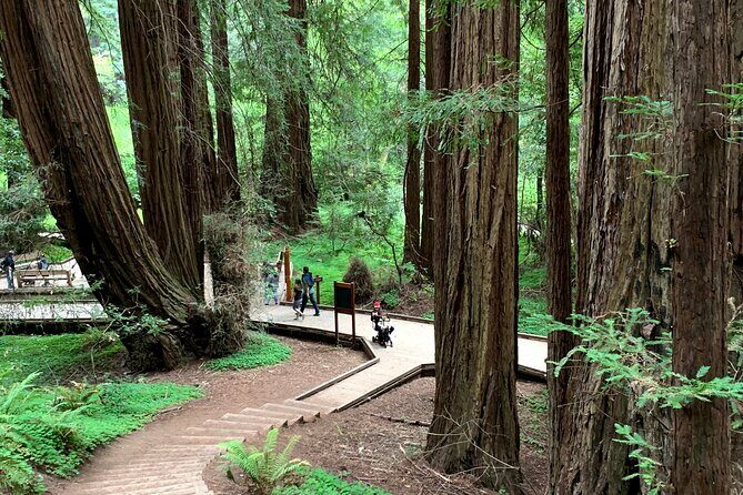 Muir Woods, Sausalito and Golden Gate Bridge - The Itinerary in Detail