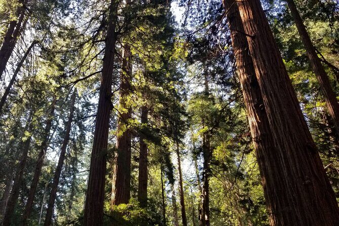 Muir Woods Sausalito Entry & Ferry to Fishermans Wharf included - Who Will Love This Tour?