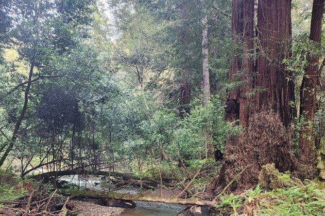 Muir Woods Sausalito Entry & Ferry to Fishermans Wharf included - The Sum Up: Is This Tour Worth It?