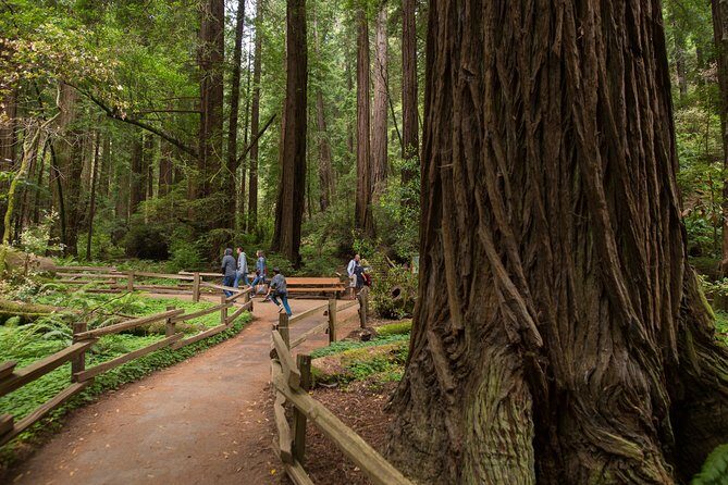 Muir Woods & Sausalito (Return by Bus or Ferry) - What Travelers Say
