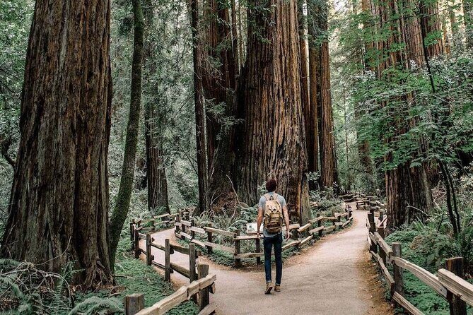 Muir Woods & Sausalito: Small Group Experience - Key Points