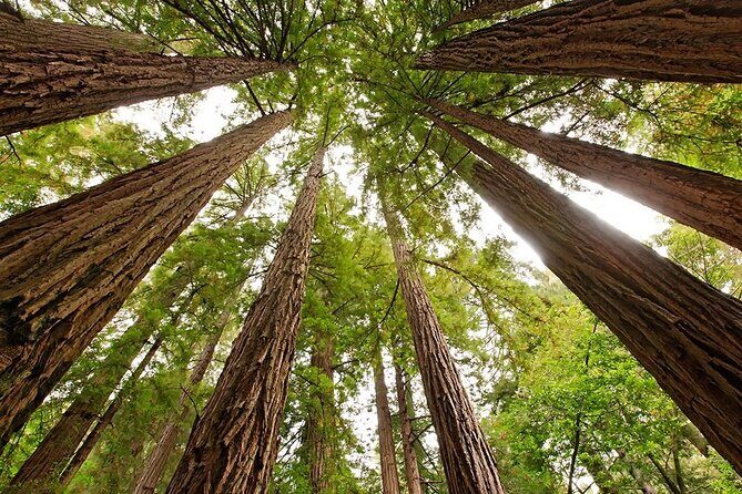 Muir Woods & Sausalito: Small Group Experience - The Guide and the Experience